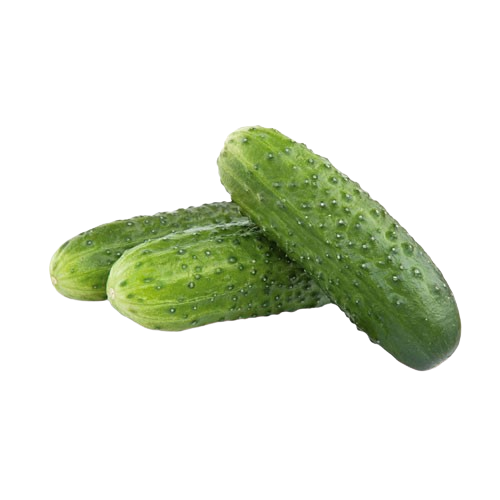Dikenli Salatalık